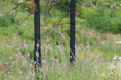 Forest recovery after a wilfire